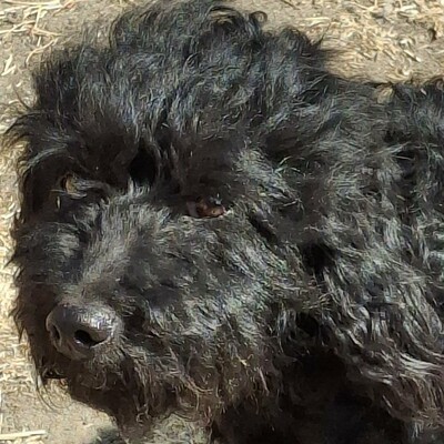 🐶Karmen Pudel Mischlingshündin ist ein sehr lieber und freundlicher Hund 💥, Pudel Mischling - Hündin