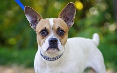 Kasimir, Mischling - Rüde