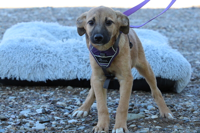 Kasina, Mischling Welpen - Hündin