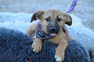 Kasina, Mischling Welpen - Hündin