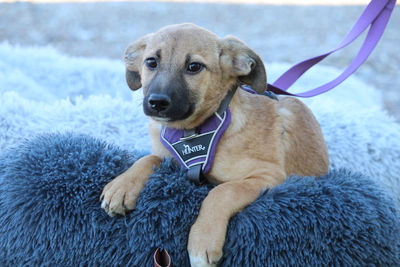 Kasina, Mischling Welpen - Hündin