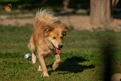 Kasko, Mischling - Rüde