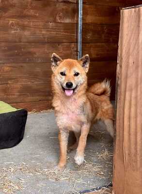 😍 Kasumi, auf Pflegestelle, Hündin - verspielt und witzig, Shiba Inu Mix - Hündin