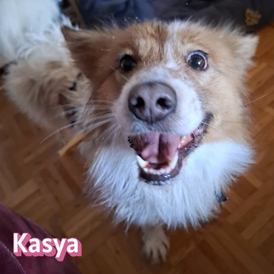 Kasya, Mischling - Hündin