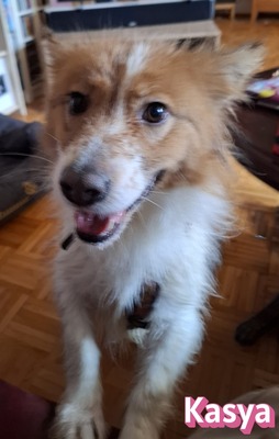 Kasya, Mischling - Hündin