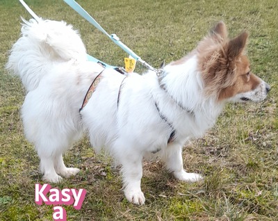 Kasya, Mischling - Hündin