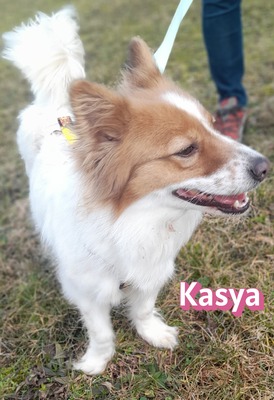 Kasya, Mischling - Hündin