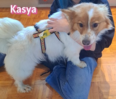 Kasya, Mischling - Hündin