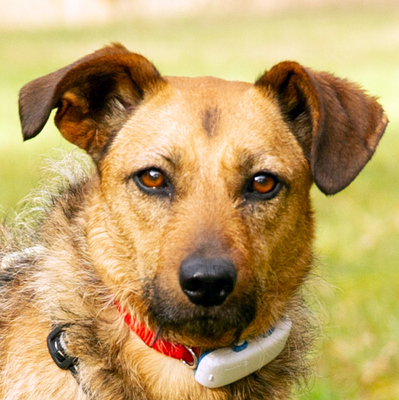 Kata, Mischling - Hündin