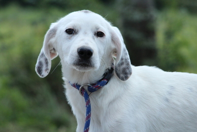 Katalin, Mischling Welpen - Hündin