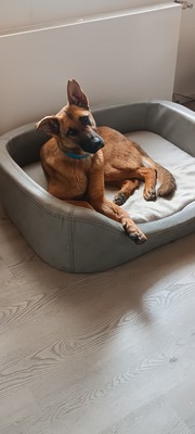 Kate, Mischling - Hündin