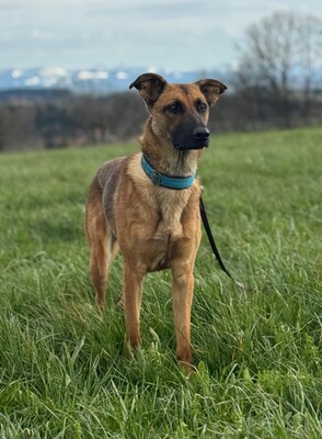 Kate, Mischling - Hündin