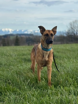 Kate, Mischling - Hündin