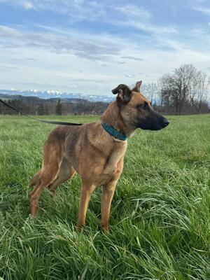 Kate, Mischling - Hündin