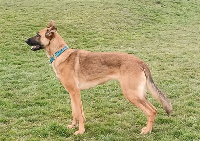 Kate, Mischling - Hündin