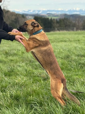 Kate, Mischling - Hündin