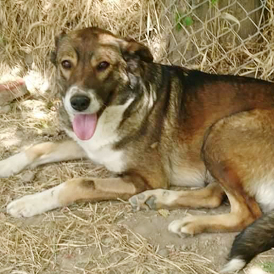 Katerina / Reserviert, Mischling - Hündin