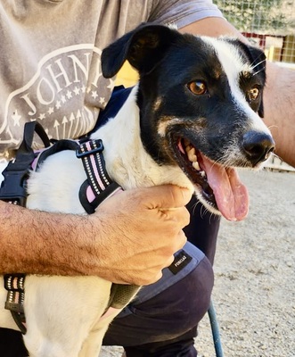 Kathi, Mix - Hündin