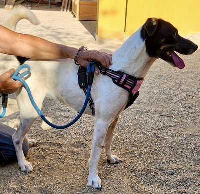 Kathi, Mix - Hündin