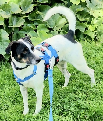 Kathi, Mix - Hündin