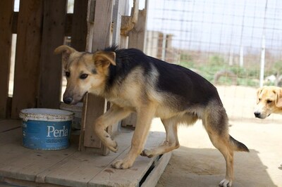 Kati - Sanfte Ex-Kettenhündin, ca. 1 Jahr/50cm/13kg, Mischling - Hündin