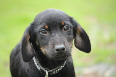 Katima, Mischling Welpen - Hündin