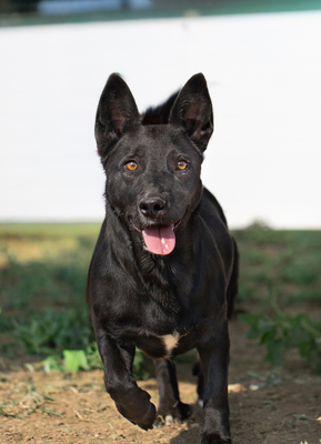 Katja - sehr zutraulich, menschenbezogen, verschmust, dankbar, intelligent