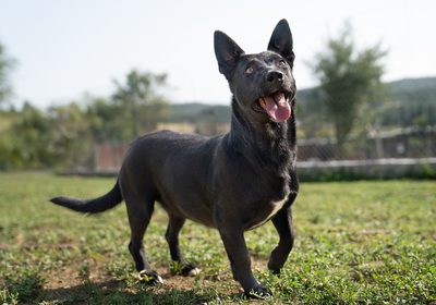Katja - sehr zutraulich, menschenbezogen, verschmust, dankbar, intelligent, Mischling (Video-Link vorhanden) - Hündin