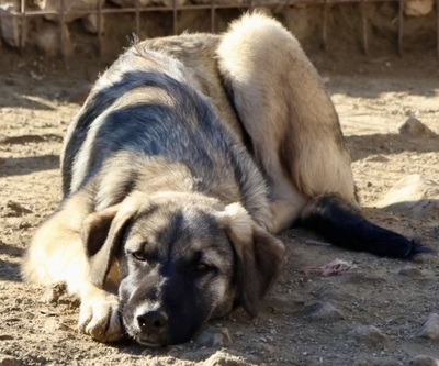 Katrina, Herdenschutz - Mix - Hündin