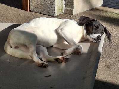 Katty, Mischling - Hündin