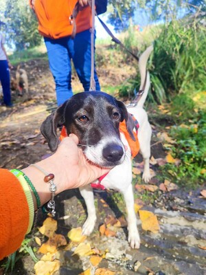 Katty, Mischling - Hündin