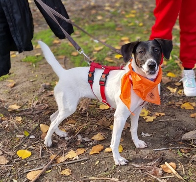 Katty, Mischling - Hündin