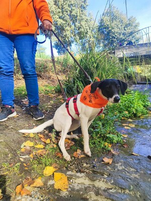 Katty, Mischling - Hündin