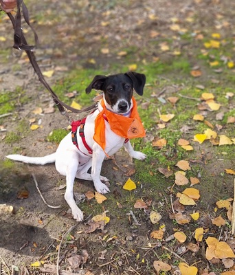 Katty, Mischling - Hündin