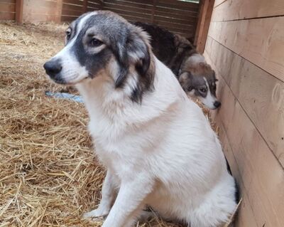 Katzenliebe, kastrierte Belissima in Franken in Pflege, sucht tierliebe Adoptanten, Mischling - Hündin