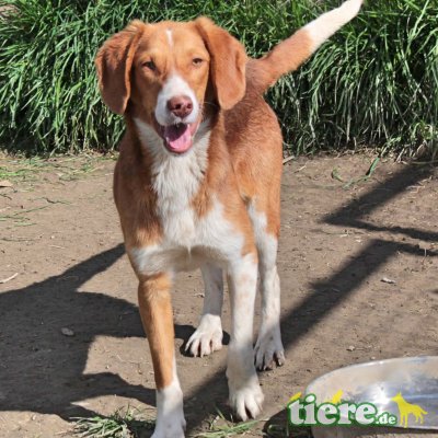 Kay, Mischling - Rüde