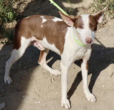 Kay, Podenco Andaluz - Rüde