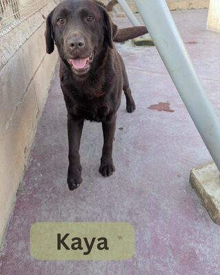 Kaya