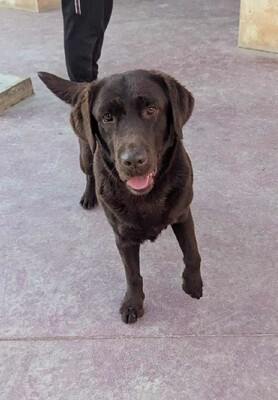 Kaya, Labrador (Mix) - Hündin