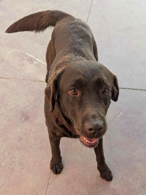 Kaya, Labrador (Mix) - Hündin