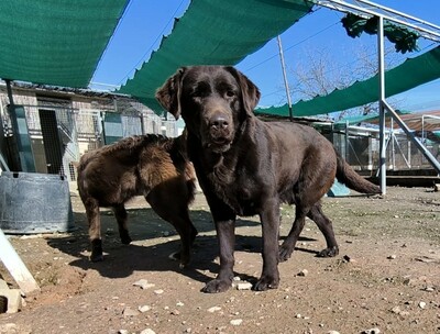 Kaya, Labrador (Mix) - Hündin