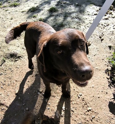 Kaya, Labrador (Mix) - Hündin