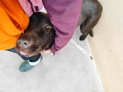Kaya, Labrador (Mix) - Hündin