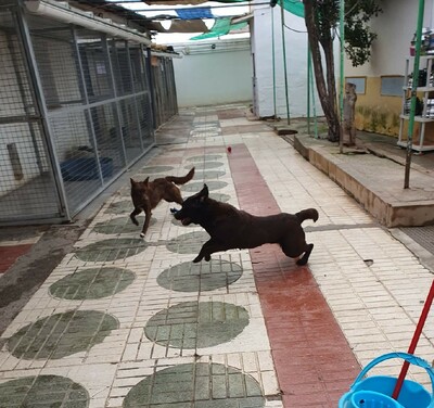 Kaya, Labrador (Mix) - Hündin