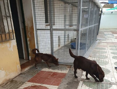 Kaya, Labrador (Mix) - Hündin