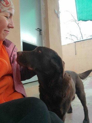 Kaya, Labrador (Mix) - Hündin