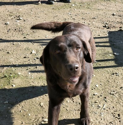 Kaya, Labrador (Mix) - Hündin