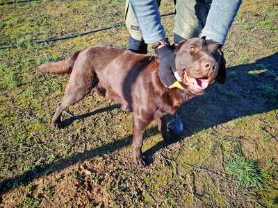 Kaya, Labrador (Mix) - Hündin