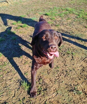 Kaya, Labrador (Mix) - Hündin