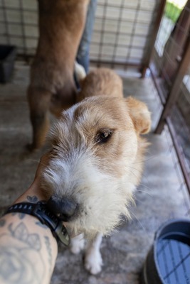 🌸 Kaya – voller Lebensfreude auf der Suche nach ihrem Glück 🐾